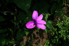 Barleria prattensis